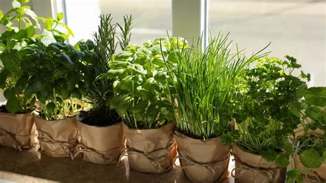  Edible Gardening: Growing Vegetables and Herbs in Pots, Window Boxes and Vertical Gardens!  A Symphony of Green Delights in Every Corner