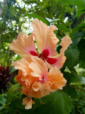  The Tropical Gardener: A Vibrant Tapestry of Colombian Flora